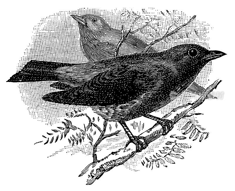 Cotinga |古董鸟插图